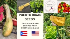 Seeds from Puerto Rico, Organic, NON-GMO, Sofrito, garden, hydroponic, aji dulce