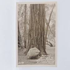 RPPC Redwood Tree Dedicated to Gifford Pinchot Muir Woods CA Zan Photo Postcard 