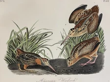 Audubon American Woodcock Pl 352 Birds Of America 2nd Edition Royal Octavo