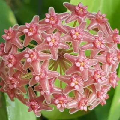 Hoya SP. Philippines PW1307-03 Plant 4'' Pot Random+Phytosanitary Certificate