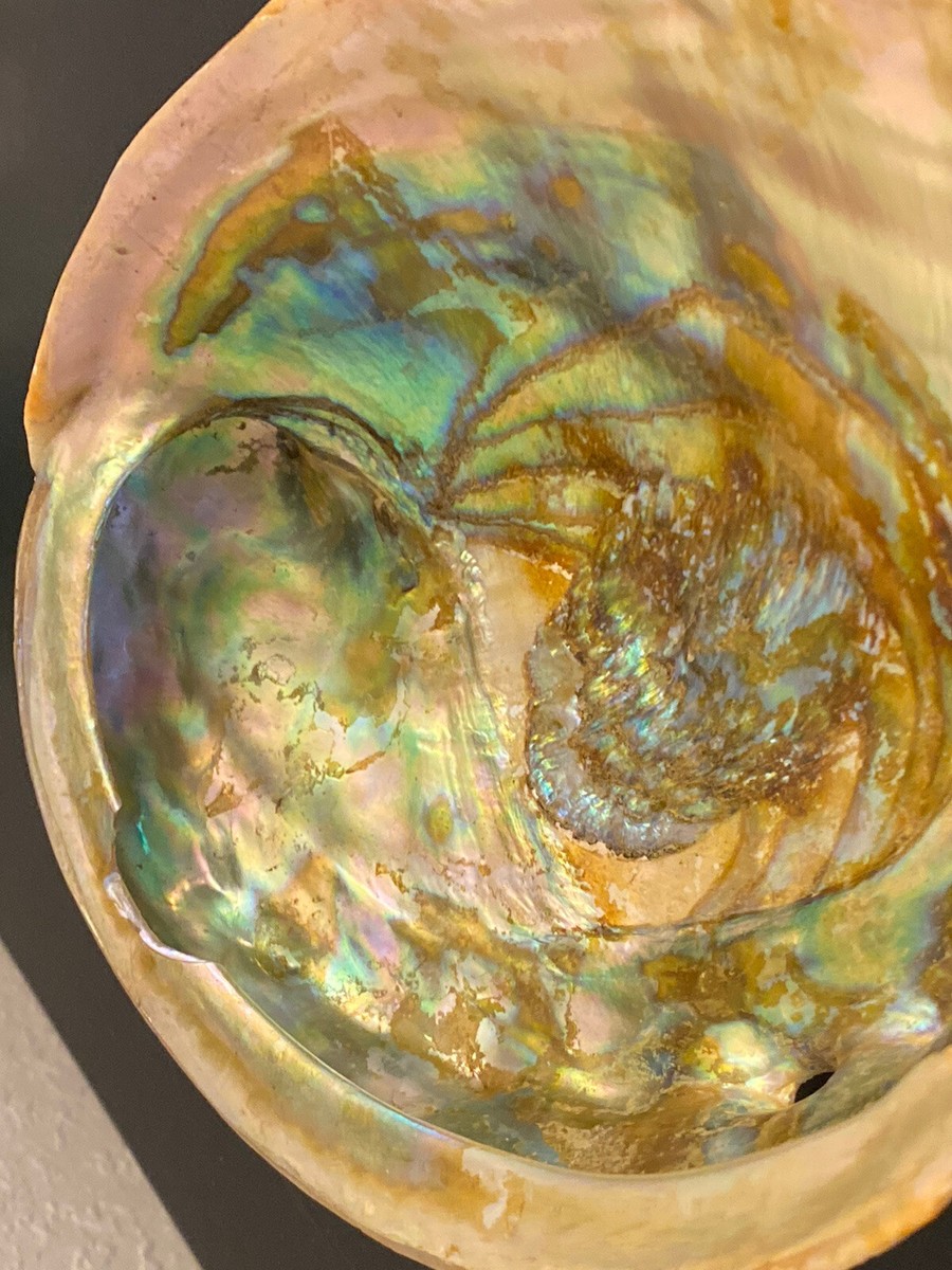 NAGAE + Abalone shell ゴールドプレート Abalone shell