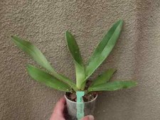 Rare Paphiopedilum gigantifolium x rothschildianum orchid plant , not in bloom
