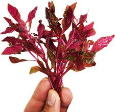  Alternanthera Reineckii Rosanervig    Alternanthera Bundle Live Aquarium Plant