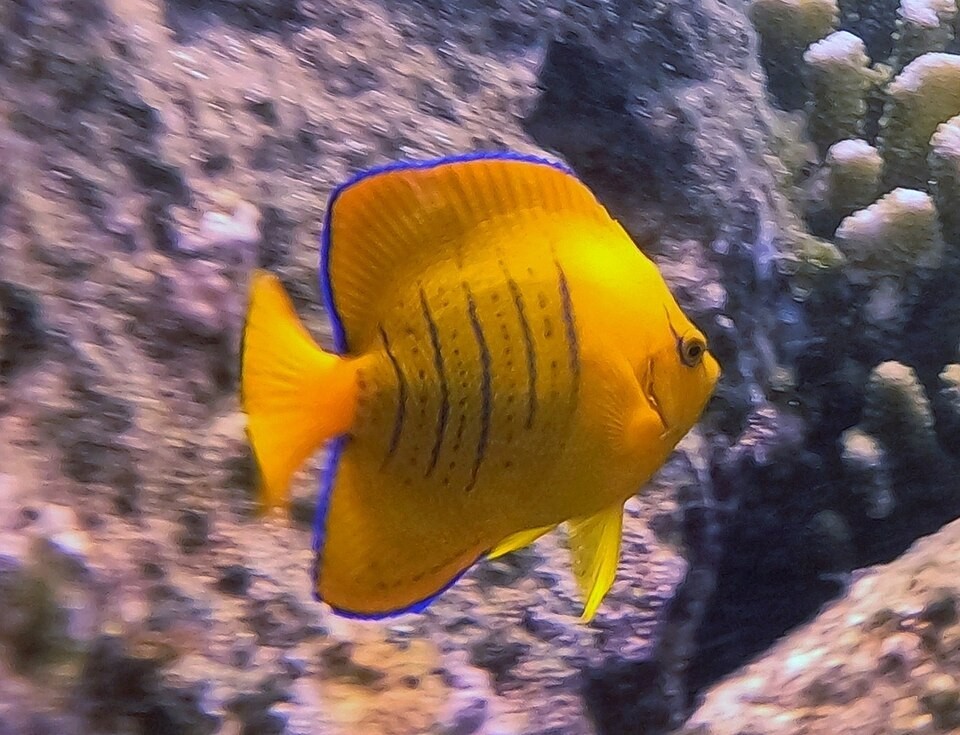Clarion Angelfish Holacanthus clarionensis Live Saltwater Marine ...