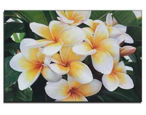 plumeria