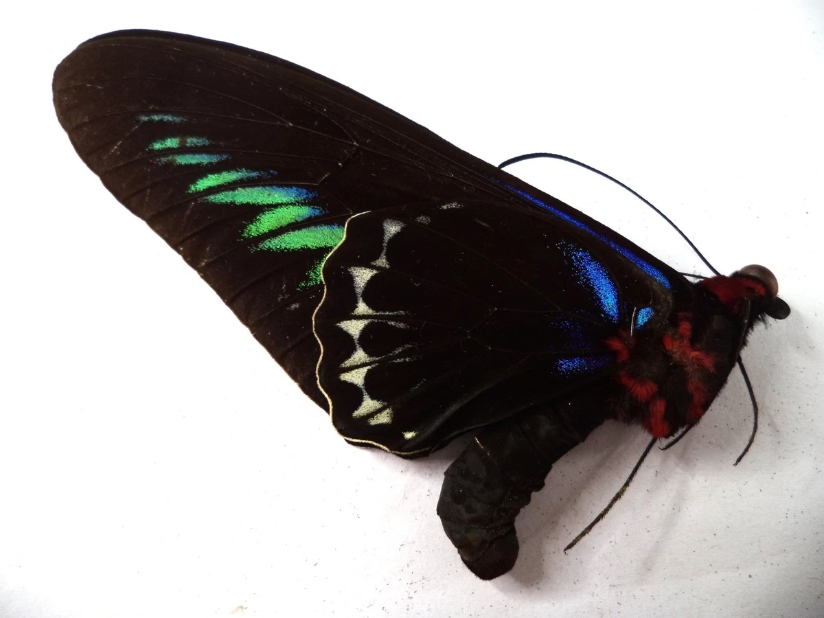 Ornithoptera Butterfly for sale | eBay