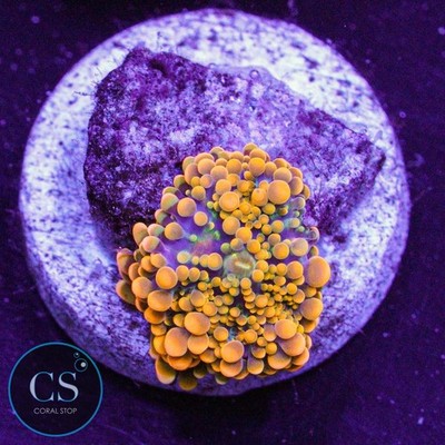 CS King Kong Yuma Mushroom - WYSIWYG Live Coral