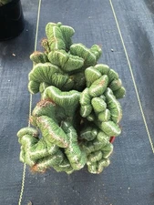 Cereus coral green rare exotic cactus Large!!