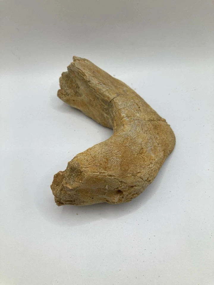 Cretaceous Marine Turtle Shell (Plastron) Fragment Genuine Fossil from Morocco - Image 4 of 4