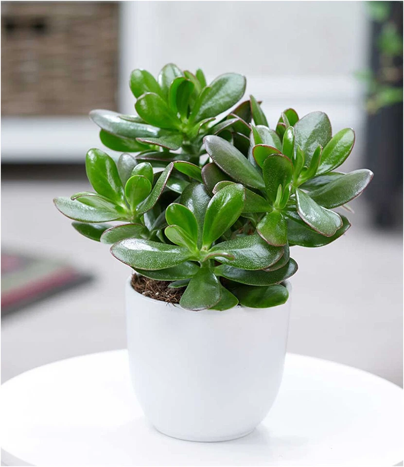 Geldbaum Crassula, 1 Pflanze Zimmerpflanze pflegeleicht Zimmerpflanze - Bild 2 von 4