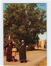 Postcard The Sycamore Tree Of Jericho Palestine