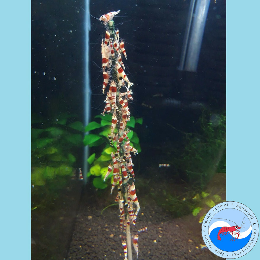 Shrimp-Lollies Complete – 3x10 Stück Alleinfutter Für Garnelen, Mit Vitaminen & Mineralien