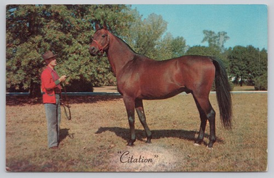 #ad Vintage Citation Thoroughbred Racehorse Postcard by Postal Color Corp $6.39