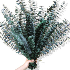 30Pcs Dried Eucalyptus Stems, 17" Real Preserved Eucalyptus Plant for Shower, Fr