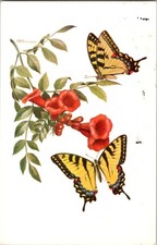 Butterfly Featured on Interesting Vintage Greeting Postcard m/12 BJ3111