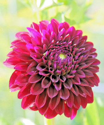 MUST GO NOW! Sprouted Dahlia Tubers Lights Out Variety Burgundy/Dark Red 5-Pack