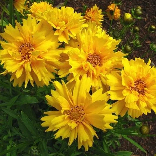Lance-Leaf Coreopsis SUNBURST FLOR SILVESTRE PERENNE TICKSEED ¡100 semillas sin OGM! Foto 3 de 4