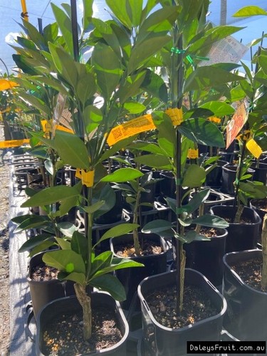 Orange - Tarocco Blood Orange (Citrus sinensis) Fruit Tree Plant (Grafted) - Picture 6 of 6
