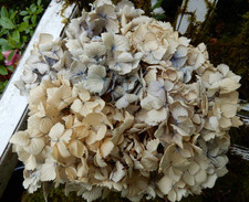 12 Sm. Dried Hydrangea Flowers Antique Cream, Lt Blue DIY Wedding Craft Floral