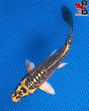 6" DOITSU KI MATSUBA Live Koi Fish Garden Pond 11/12