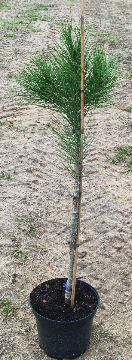 Pinus pinea Silver Crest en pot de 3L grandit sur votre balcon