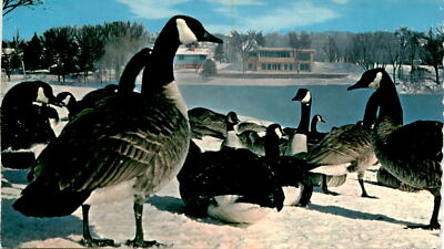 Rare Wintering Geese Postcard from Rochester, Minnesota