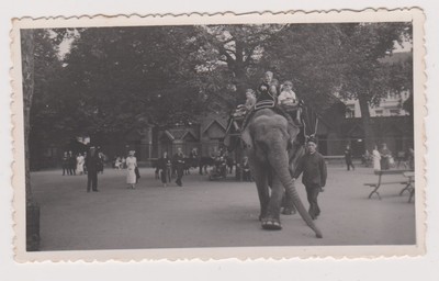 Analoges Foto Belgien Zoo Antwerpen 1936 animierte Elefantenrückenballade