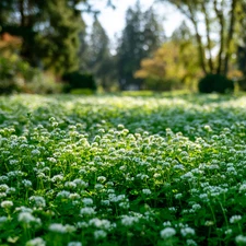 Micro Clover 10000 Seeds | Mini Perennial White Clover Lawn Alternative