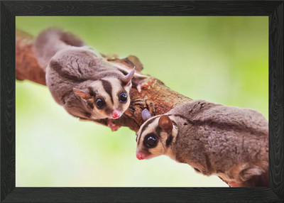 Zuckergleiter Gerahmtes Wandbild Poster Leinwanddruck Bild