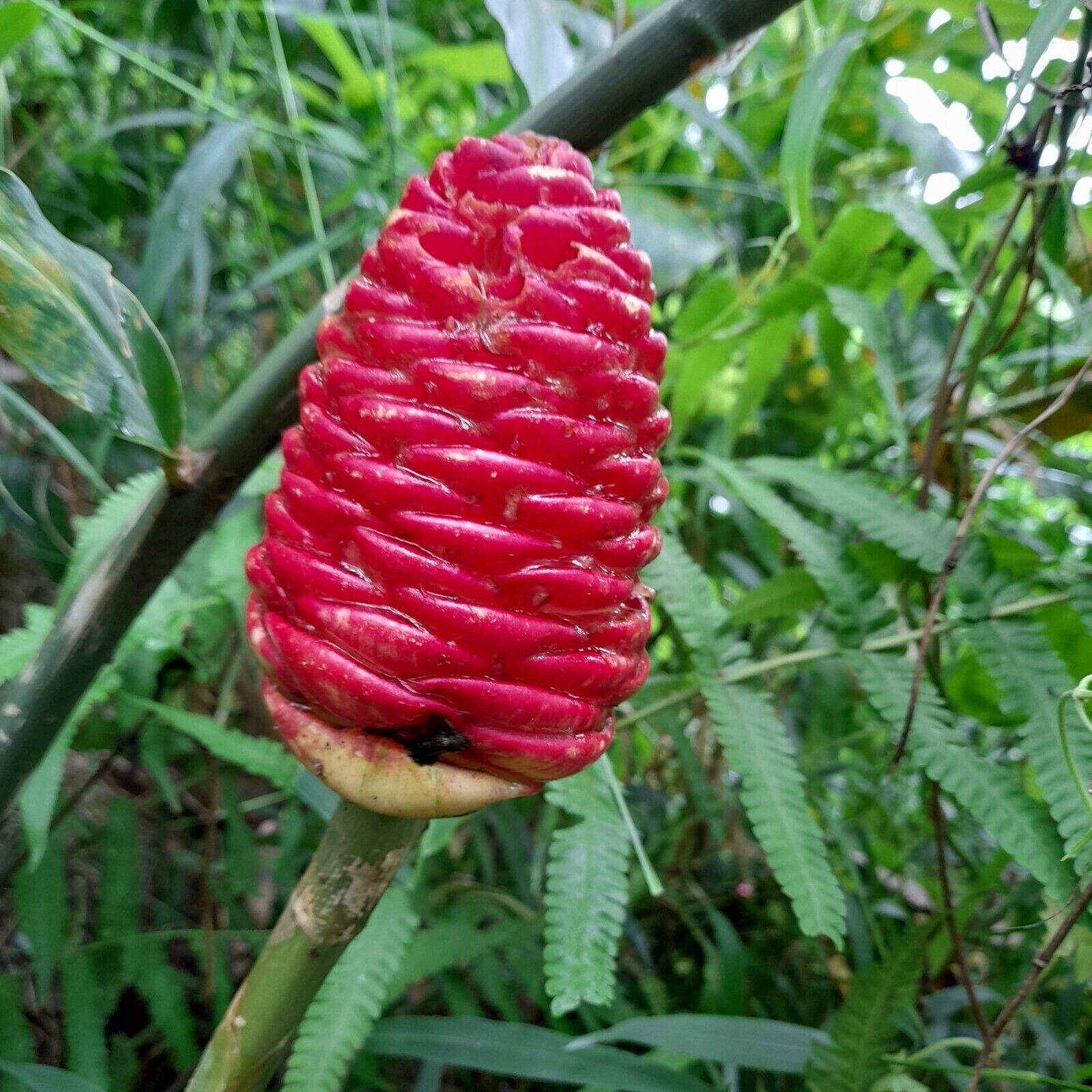 2 shampoo ginger awapuhi live rhizomes ready to plant fresh roots