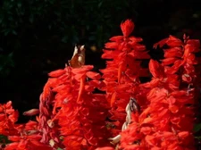 Sage Scarlet 500+ Seeds | (Salvia Coccinea) Medicinal Herb Wildflower