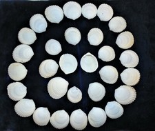 1/2 POUND OF COCO CLAM SEA SHELLS, BEACH DECOR CRAFT TROPICAL NAUTICAL REEF