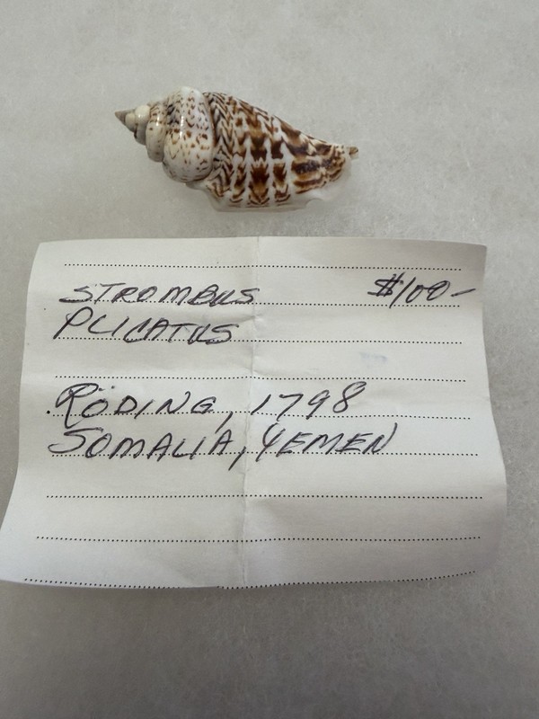 Strombus Plicatus 43mm Roding 1798- Somalia, Yemen- Rare And Beautiful Shell
