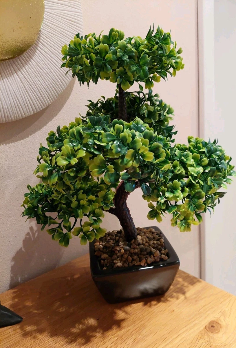 mini hochdruckreiniger bonsai Aralia Ming Gold Mini Bonsai — House Plant Shop main image 1