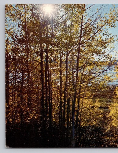 Vintage Postcard Morman Lake South Of Flagstaff Arizona - 第 3/14 張圖片
