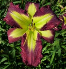I&rsquo;M SO EXCITED    2 fans Daylilies perennial return every year multiplying