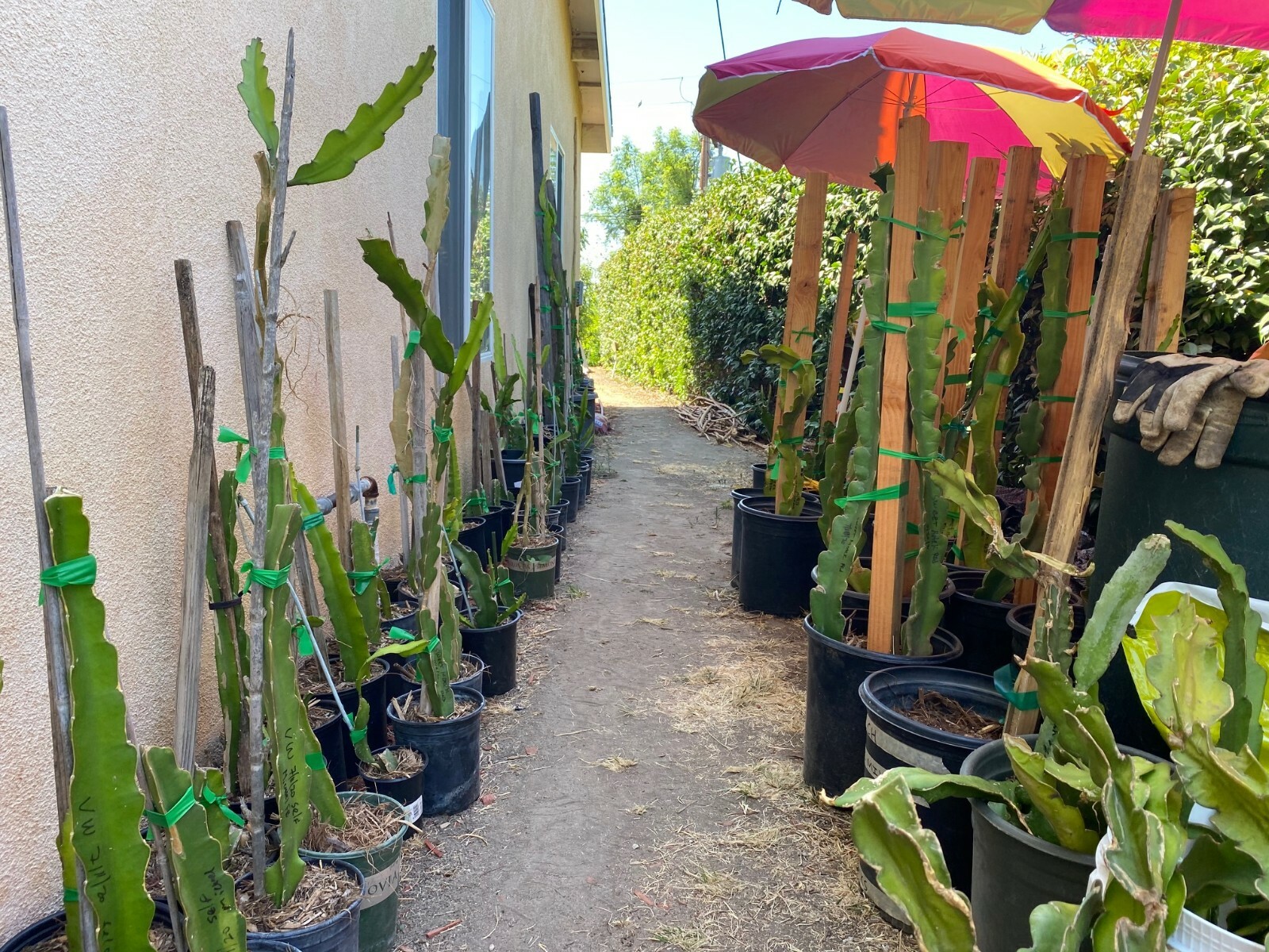 Best Dragon Fruit Cuttings 2436”, each cutting, 5 Varieties can grow 3lb Fruit