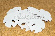 White Real Arrowhead Sand Dollar Sea Shell Craft Weddings 3"- 4" (10 pcs)#JC-059