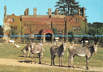 D081706 Marwell Hall. mit Grevy Zebra und Krummsäbel gehörntem Oryx im Boden