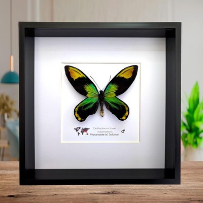 Framed Queen Victoria Birdwing Butterfly: Ornithoptera Victoriae (10'' x 10'')