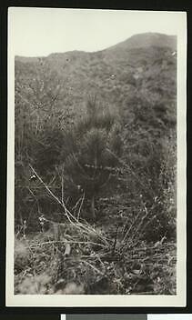 Tree sapling in mountainous terrain California Old Photo