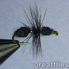 1 dozen (12) - Black Ant