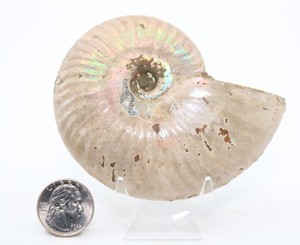 Iridescent Both Sides Fossil Ammonite Cleoniceras 3.89" 99mm Madagascar COA 7341