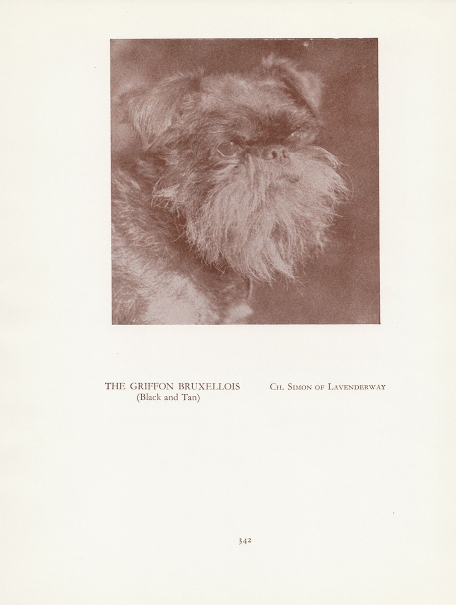 BRUSSELS GRIFFON OLD VINTAGE 1934 NAMED CHAMPION DOG SEPIA PAGE