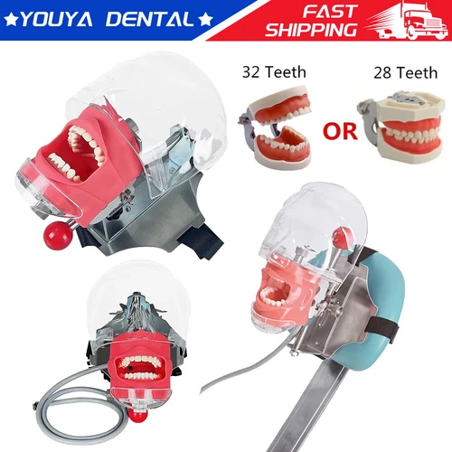 1 x Detachable Dental Simulator Phantom Head Model For Dentist Teaching Practice
