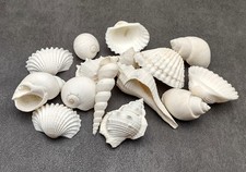 White Seashell Medium Wedding Mix 12 shells approx. 0.75-1.5 inches