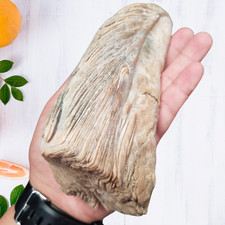 Rare Fossil Giant Mussel Oyster Sea Shell