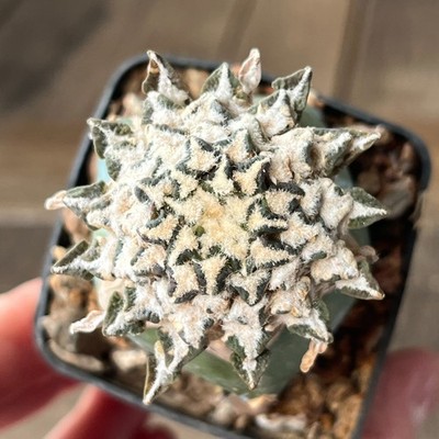 A33-694 Cactus kotschoubeyanus, VM306, Estancion Marte, Coah, grafted