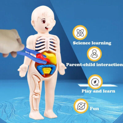 Menschlicher Körper Anatomie 3D Puzzle Kinder Lernspielzeug