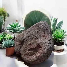 One large Lava Rock – Perfect for Terrariums, Aquariums, Succulents, Volcanic